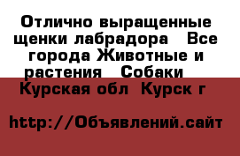 Отлично выращенные щенки лабрадора - Все города Животные и растения » Собаки   . Курская обл.,Курск г.